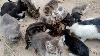 Мурчик, Юрчик, Яся, Буся. Жителька Новомиргорода на Кіровоградщині прихистила понад три десятки котів Мурчик, Юрчик, Яся, Буся. Жителька Новомиргорода на Кіровоградщині прихистила понад три десятки котів