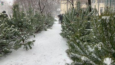 Столична екоінспекція проводить рейд по ялинкових ярмарках Столична екоінспекція проводить рейд по ялинкових ярмарках