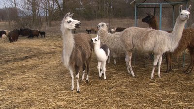 В екопарку поблизу Полтави народилася лама. СУСПІЛЬНЕ | ВІДЕОНОВИНИ