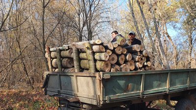 Дев'ять тисяч за причіп: на Одещині заготовляють дрова для населення