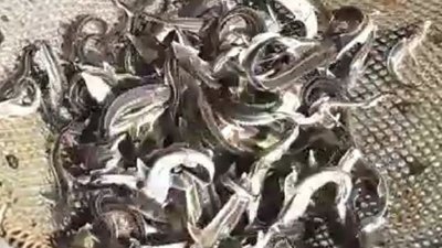 Понад 3 тонни молоді стерляді вселено у Дніпро на Херсонщині
