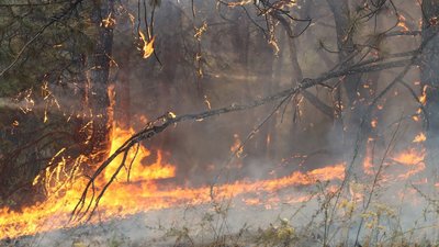 На Запоріжжі виникла 21 пожежа в екосистемах 