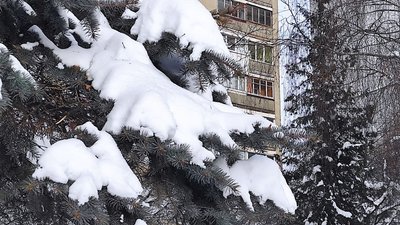 ялинка, сніг на ялинці