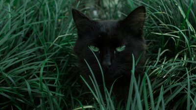 У Кропивницькому зафіксували сказ у домашнього кота: чи запровадили карантин