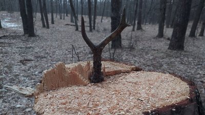 Депутату від забороненої партії ОПЗЖ Сумська облрада передала 14 тисяч гектарів мисливських угідь