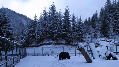 Хмельницький ведмідь Балу не може заснути в "Синевирі" Хмельницький ведмідь Балу не може заснути в "Синевирі"