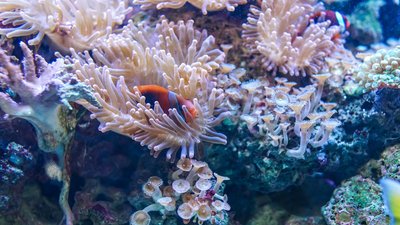 В якому стані знаходяться світові коралові рифи. Відповідають науковці
