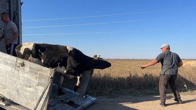 Корови для родин. На Миколаївщині селянам видали худобу Корови для родин. На Миколаївщині селянам видали худобу