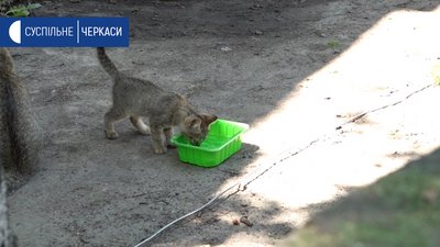 Черкасців закликали подбати про воду для безпритульних тварин Черкасців закликали подбати про воду для безпритульних тварин