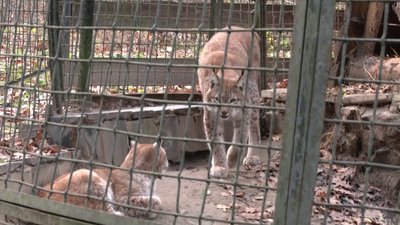 Понад 30 років годує хижаків: історія працівниці Рівненського зоопарку Понад 30 років годує хижаків: історія працівниці Рівненського зоопарку