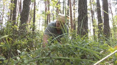 Цьогоріч на Волині чорниць менше, ніж торік: які ціни на ринку Цьогоріч на Волині чорниць менше, ніж торік: які ціни на ринку