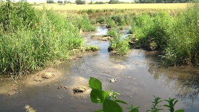 "Затопили півтора гектара пшениці". У селі на Львівщині поле підтоплює нечистотами "Затопили півтора гектара пшениці". У селі на Львівщині поле підтоплює нечистотами