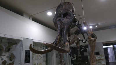 Львівський природознавчий музей через карантин опинився на межі виживання