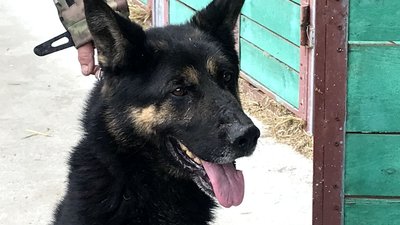 Десять службових вівчарок передали волонтери з Брусилівщини прикордонникам Житомирщини Десять службових вівчарок передали волонтери з Брусилівщини прикордонникам Житомирщини