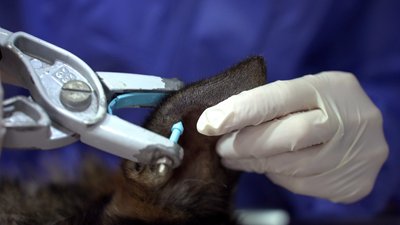 Безкоштовна стерилізація та вакцинація безпритульних тварин Безкоштовна стерилізація та вакцинація безпритульних тварин
