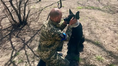 Шукає зброю та допомагає у затриманні. В Одесі на блокпостах разом з військовими несе службу пес Кай Шукає зброю та допомагає у затриманні. В Одесі на блокпостах разом з військовими несе службу пес Кай
