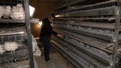 Волинянка виграла грант на розвиток перепелиної ферми Волинянка виграла грант на розвиток перепелиної ферми