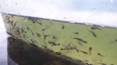 На Прикарпатті у Дністер випустили 16 тисяч мальків сома