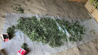 канабіс, наркотики, марихуана, сушені коноплі