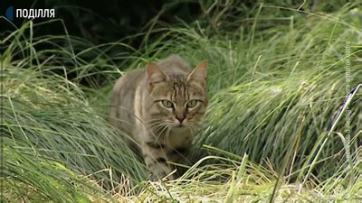 Червонокнижні дикі коти, до яких відносяться і підвиди лісового та очеретяного котів, мають загострений слух і добре маскуються. Фото: Суспільне. Поділля. Червонокнижні дикі коти, до яких відносяться і підвиди лісового та очеретяного котів, мають загострений слух і добре маскуються. Фото: Суспільне. Поділля.