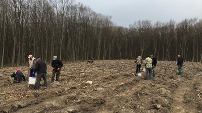 Дуби і модрини: у громаді на Тернопільщині заліснюють території Дуби і модрини: у громаді на Тернопільщині заліснюють території