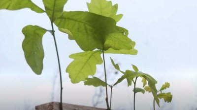 На Черкащині висадили майже тисячу гектарів нового лісу На Черкащині висадили майже тисячу гектарів нового лісу