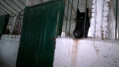 На Рівненщину евакуйовують коней. Хто та як ними опікується На Рівненщину евакуйовують коней. Хто та як ними опікується