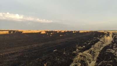 Ще 12 гектарів пшениці: на Харківщині вчетверте горіло поле Ще 12 гектарів пшениці: на Харківщині вчетверте горіло поле