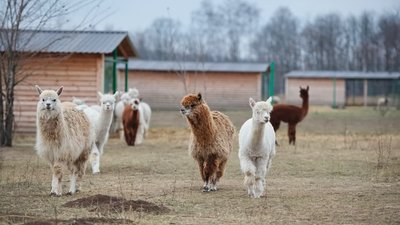 Альпаки