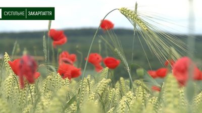 Поле маків цвіте біля Ужгорода на Закарпатті Поле маків цвіте біля Ужгорода на Закарпатті