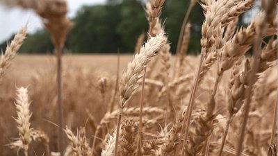 Перші врожаї: на Черкащині тривають жнива