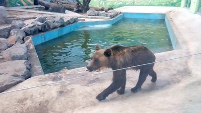 Бурі ведмеді, які живуть у Подільському зоопарку не впали в зимову сплячку (Оновлено)