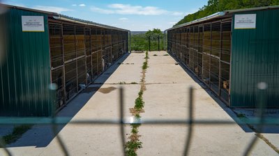 Вивезли понад 100 собак: історія прихистку з Бахмута, який евакуювали на Дніпропетровщину