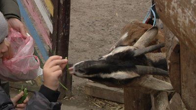 В Одеському зоопарку показали півторамісячних козенят В Одеському зоопарку показали півторамісячних козенят