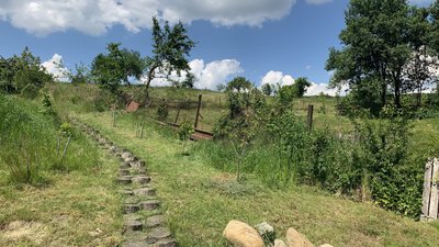 5 років без городини. Закарпатка не може вирощувати овочі через іспанських слимаків