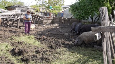 Пухнасті свині їдять качани кукурудзи