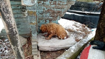 Прикарпатські надзвичайники врятували собаку, який примерз до льоду