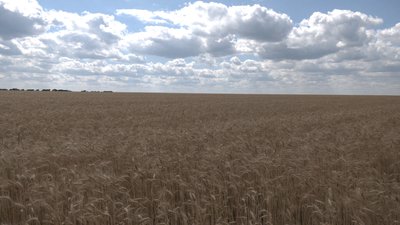 Від чого залежать показники врожайності та ціна сільгосппродукції на Харківщині