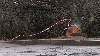 Зрізані дерева на Галицького, 16