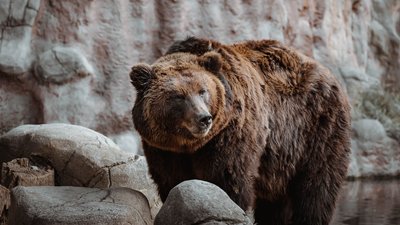 У Миколаївському зоопарку відзначають Міжнародний день ведмедя