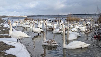 Лебедине водосховище: як на межі Рівненщини й Хмельниччини птахи зимують