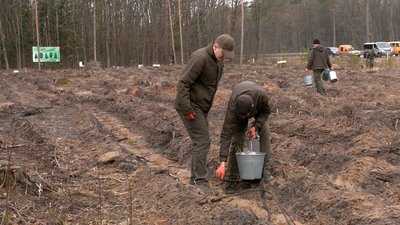 На Рівненщині садять ліс: як це відбувається та скільки нових площ з'явиться