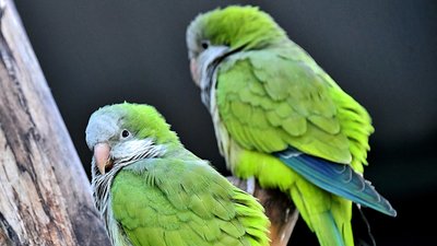 У Київському зоопарку для родини папуг-монахів облаштували новий всесезонний будиночок