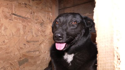 Евакуйованим з Херсонщини тваринам шукають господарів на Рівненщині Евакуйованим з Херсонщини тваринам шукають господарів на Рівненщині