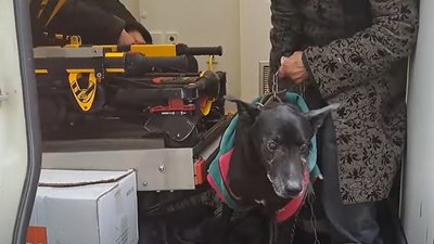 Поліцейські розповіли, як евакуювали з Авдіївки родину, собак та голубів Поліцейські розповіли, як евакуювали з Авдіївки родину, собак та голубів