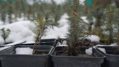 "Мені це подобається та приносить задоволення": історія лісівниці з Вінниччини "Мені це подобається та приносить задоволення": історія лісівниці з Вінниччини