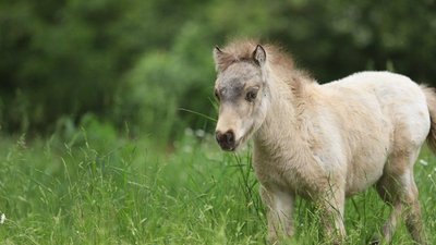 З екопарку під Харковом евакуювали коней та поні