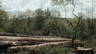 8 мільйонів рублів має сплатити 70-річна жінка, яка зрубала дерева на своїй ділянці