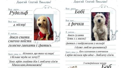 Написали листи. Чотирилапі мешканці Дому Сірка чекають подарунків від Миколая