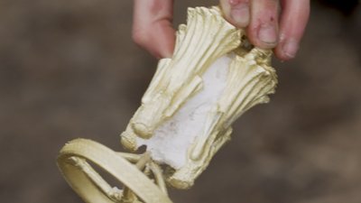 Четверо майстрів з Рівного самотужки опанували ювелірну справу: "таємниця" мавки з Оствиці Четверо майстрів з Рівного самотужки опанували ювелірну справу: "таємниця" мавки з Оствиці
